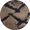 Rattlesnake